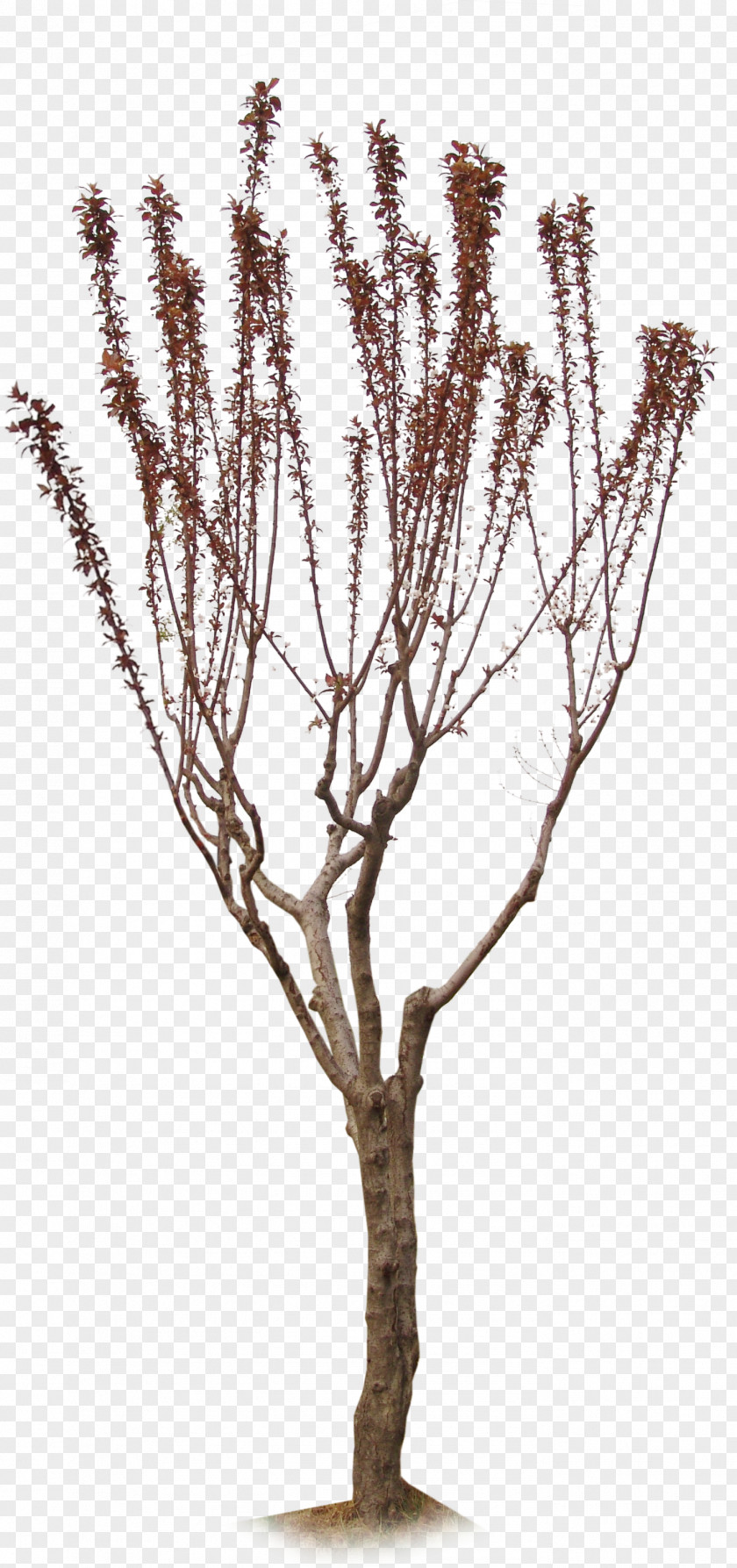 Ginkgo Tree Biloba Twig Plant PNG