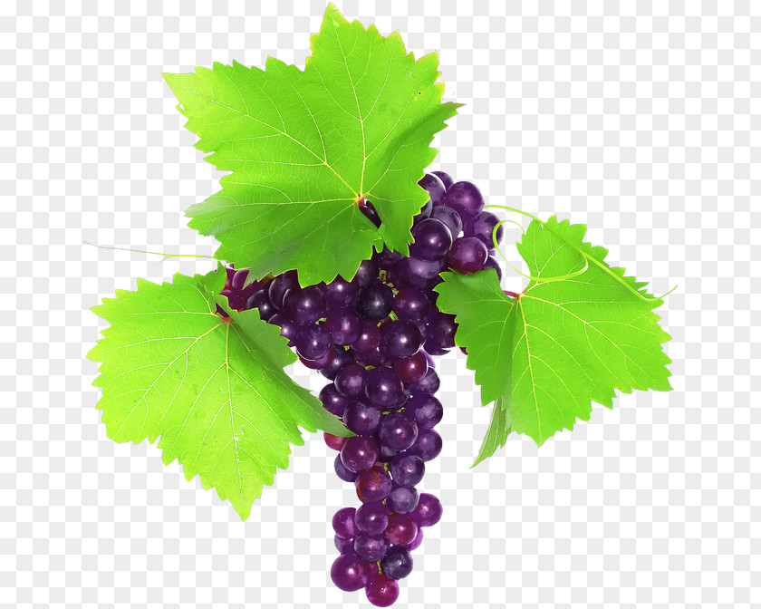 Grape Common Vine Clip Art Stock Photography Royalty-free PNG