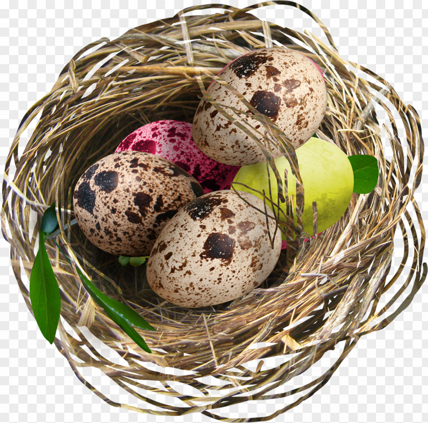 Nest Bird Egg Easter PNG