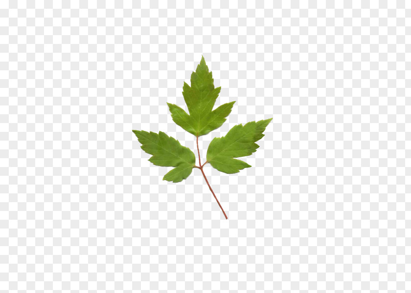 Boxwood Bonsai Boxelder Maple Leaf European Ash Plant Stem PNG