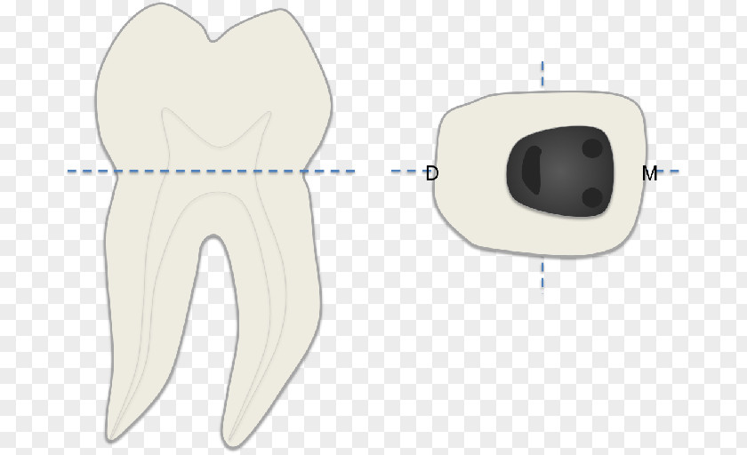 Dente Molar Human Tooth Product Design Font PNG