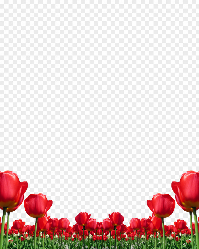 Mothers Day Background Templates Tulips Tulip Red Clip Art Flower PNG