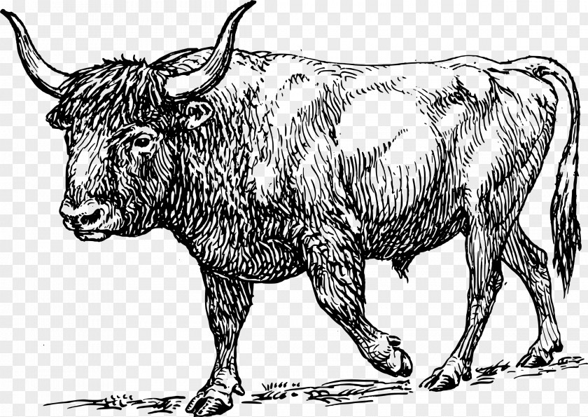 Paper-cut Clipart Aurochs Texas Longhorn Bull Clip Art PNG