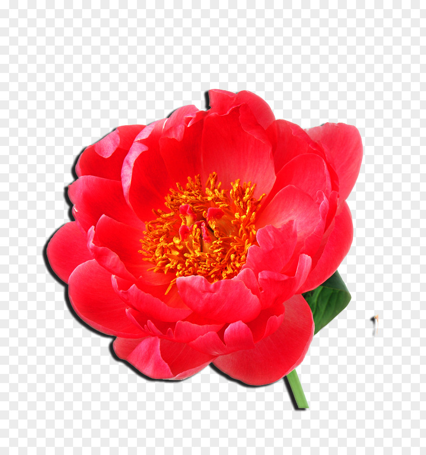 Peony Moutan Beach Rose Flower No PNG