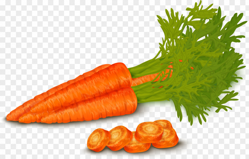 Vector Painted Carrot Organic Food Vegetable Royalty-free PNG