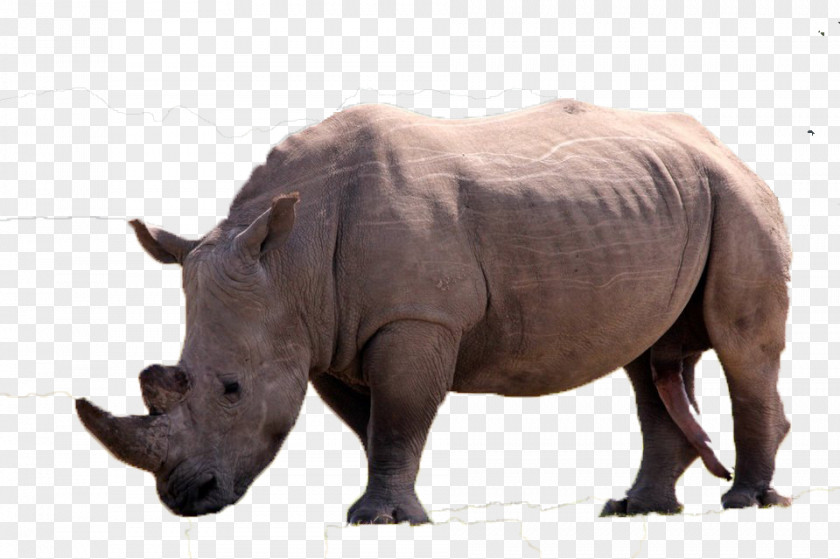 Wild Rhino White Rhinoceros U7280u89d2 Horn PNG