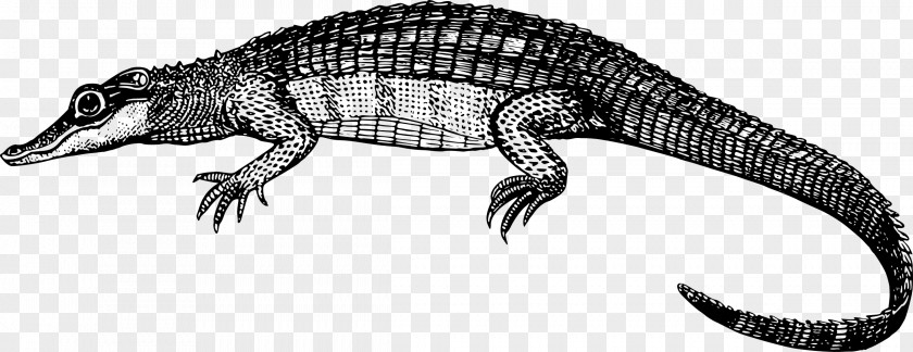 Crocodile Alligator Caiman Clip Art PNG