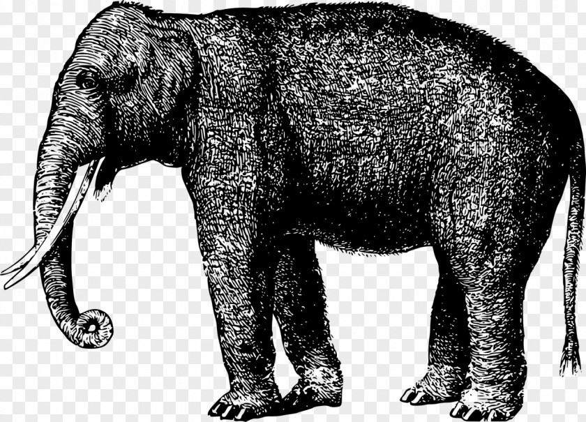 Elephant Elephantidae Animal Mammal Clip Art PNG