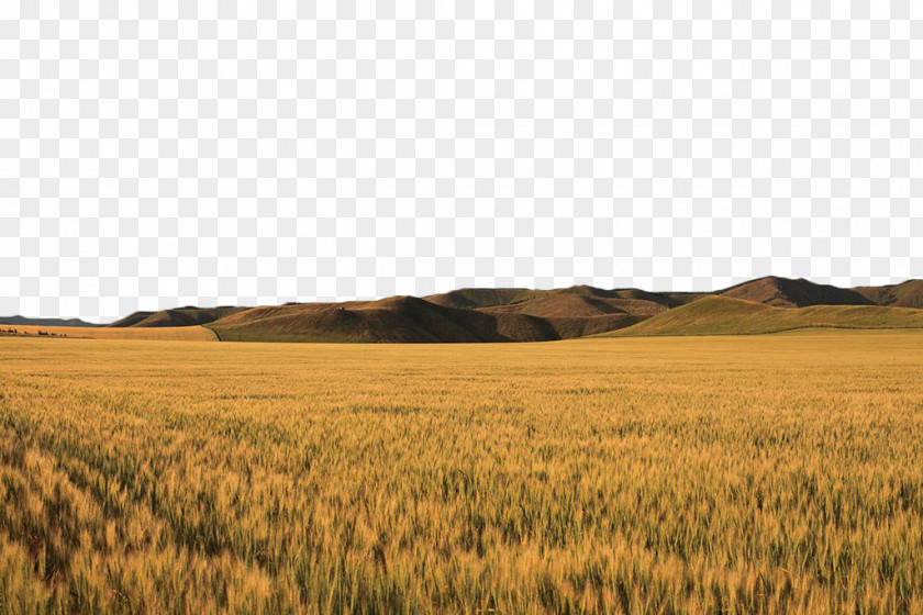 Golden Yellow Wheat Field Gold PNG