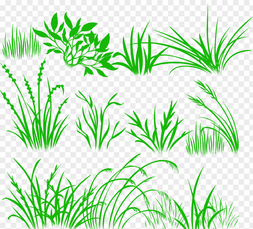 -painted Grass Herbaceous Plant Drawing Desktop Wallpaper PNG