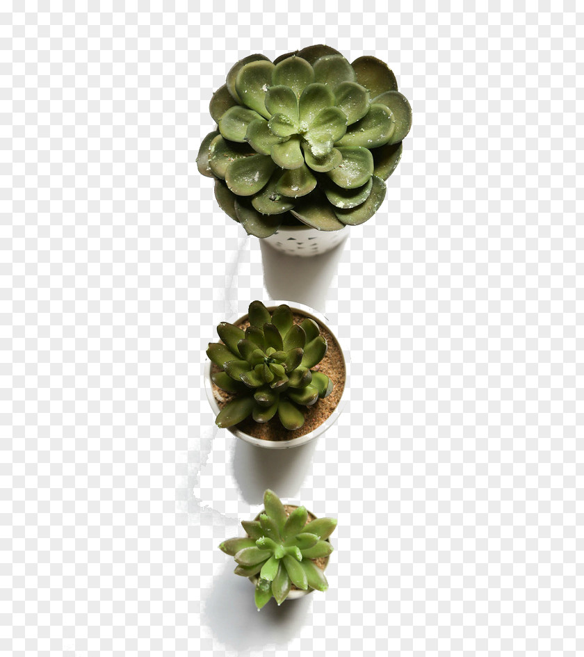 Succulent Plants Flowerpot Plant Computer File PNG