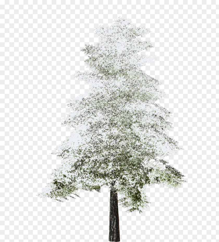 Tree Fir Clip Art Image PNG