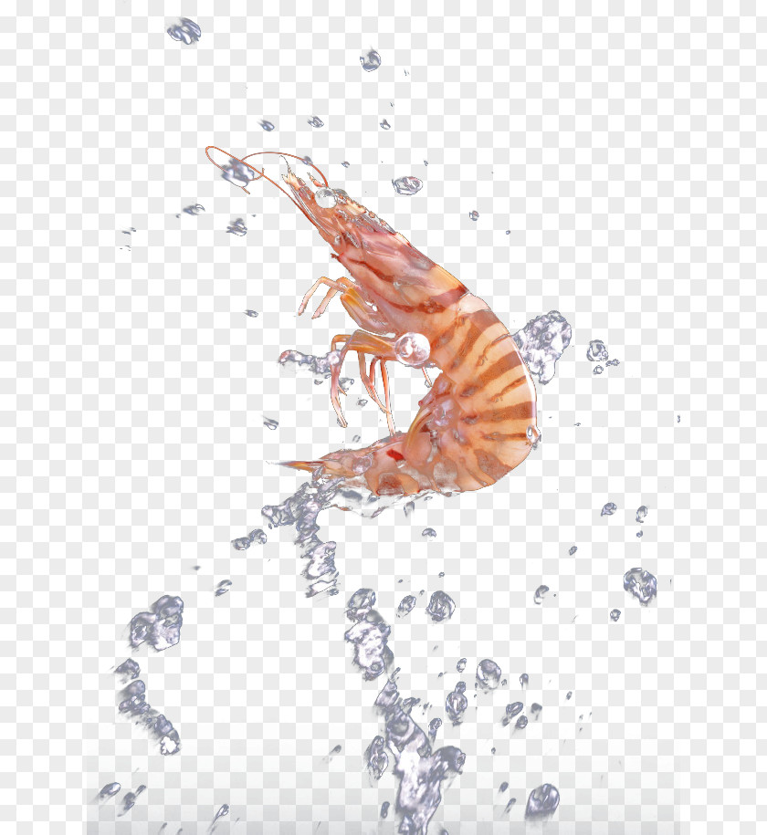 Wash The Fresh Shrimp Graphic Design Illustration PNG