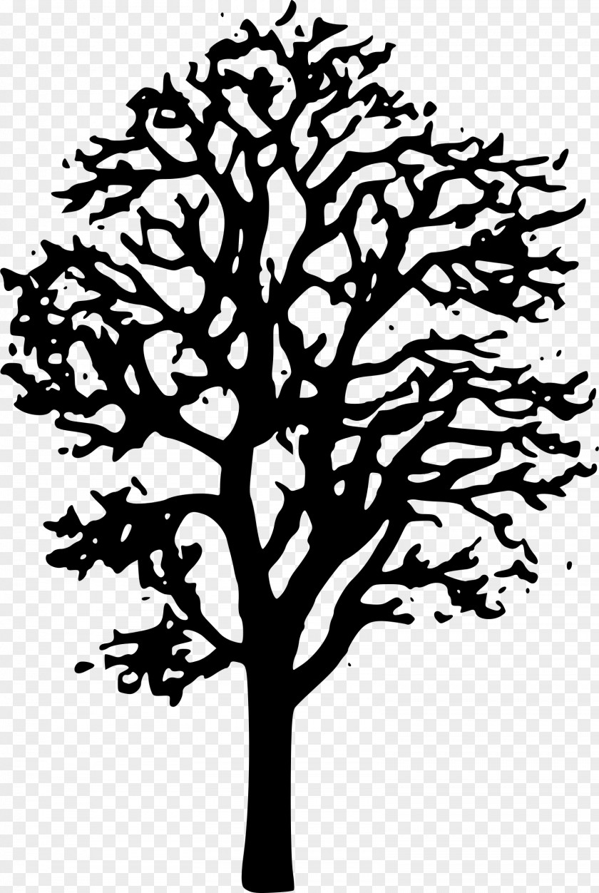 Willow Vector Japanese Maple Tree Clip Art PNG