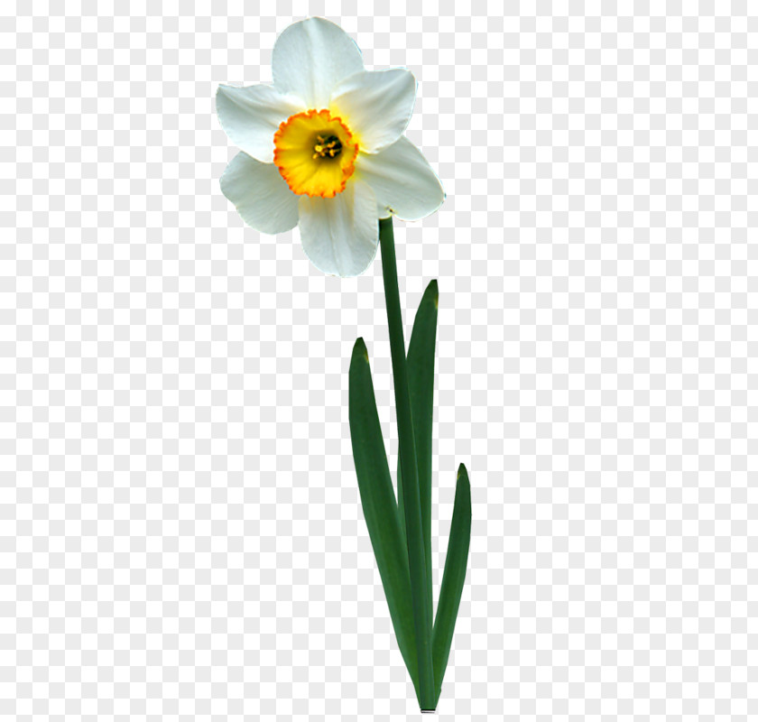 Daffodil Jonquille Animation PNG