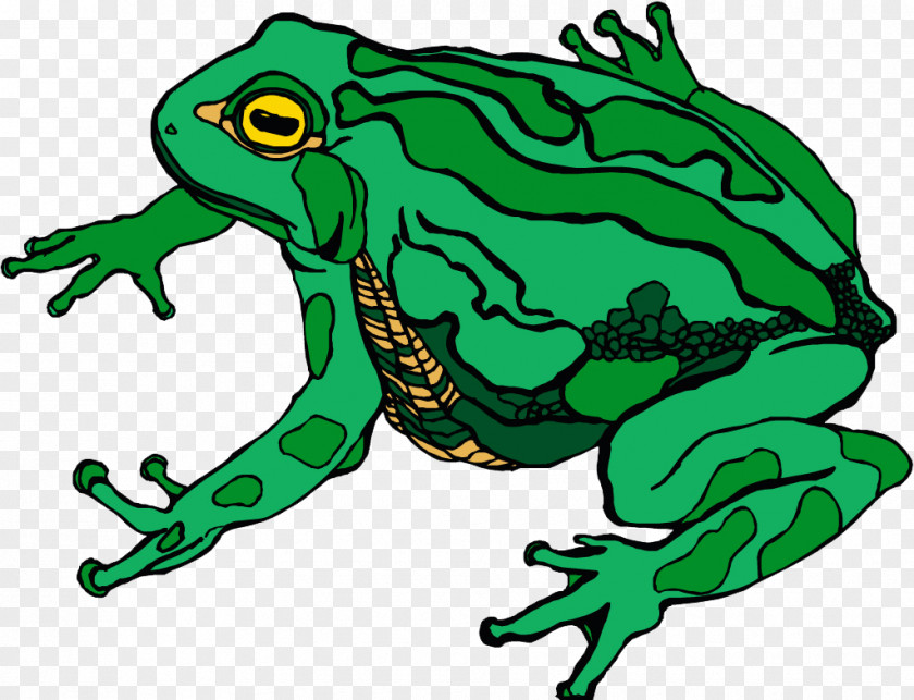 Frog Amphibian Toad True Clip Art PNG