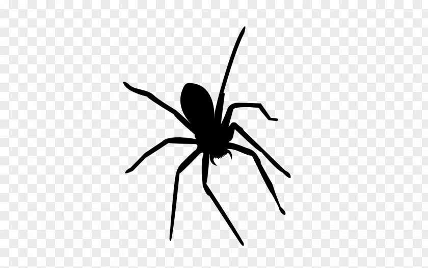 Spider Widow Spiders Insect Mosquito Ant PNG