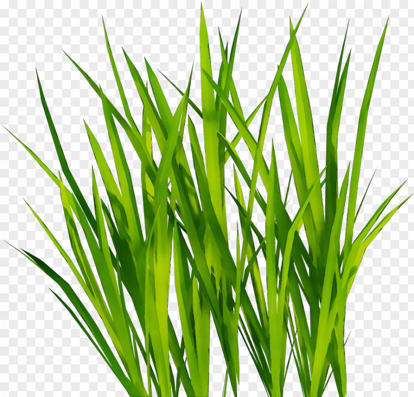 Vegetable Wheatgrass Grass Plant Green Family Chives PNG