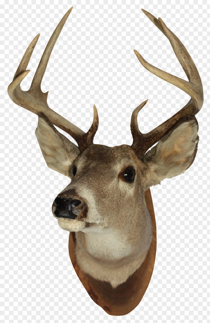 Deer Head White-tailed Reindeer Elk Moose PNG