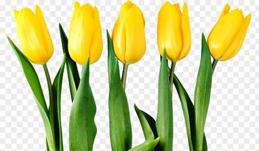 Flower Tulip Stock Photography Clip Art PNG
