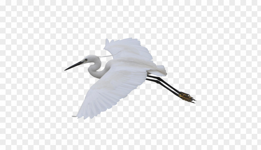 Flying Crane Water Bird Flight PNG