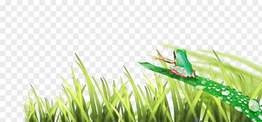 Grass Frog PNG