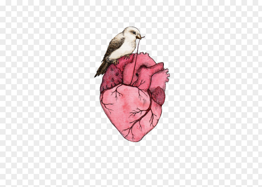 Heart Anatomy Drawing PNG