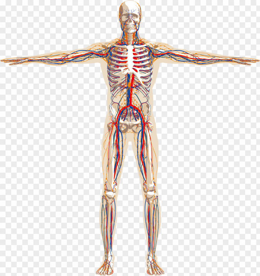 Human Skeleton Vascular Schematic Vector Material, Body Nervous System Anatomy Circulatory PNG