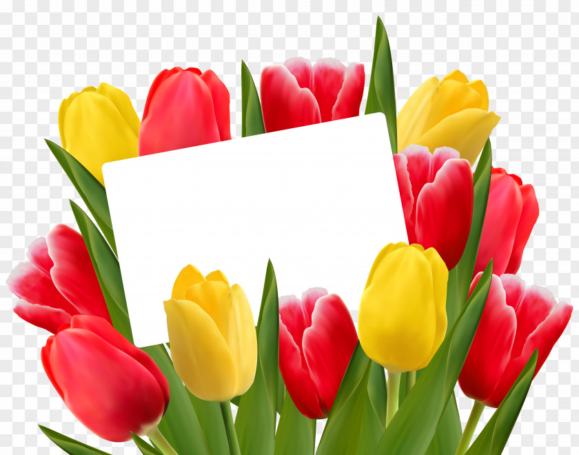 Transparent Red And Yellow Tulips Decoration PNG Clipart Picture Tulip Flower Valentine's Day Stock Photography PNG