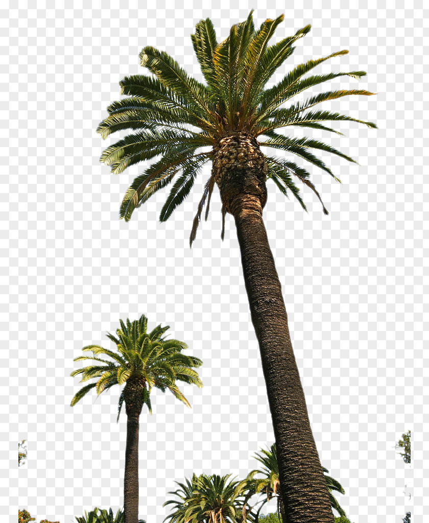 Date Palm Arecaceae Canary Island Pygmy Tree PNG