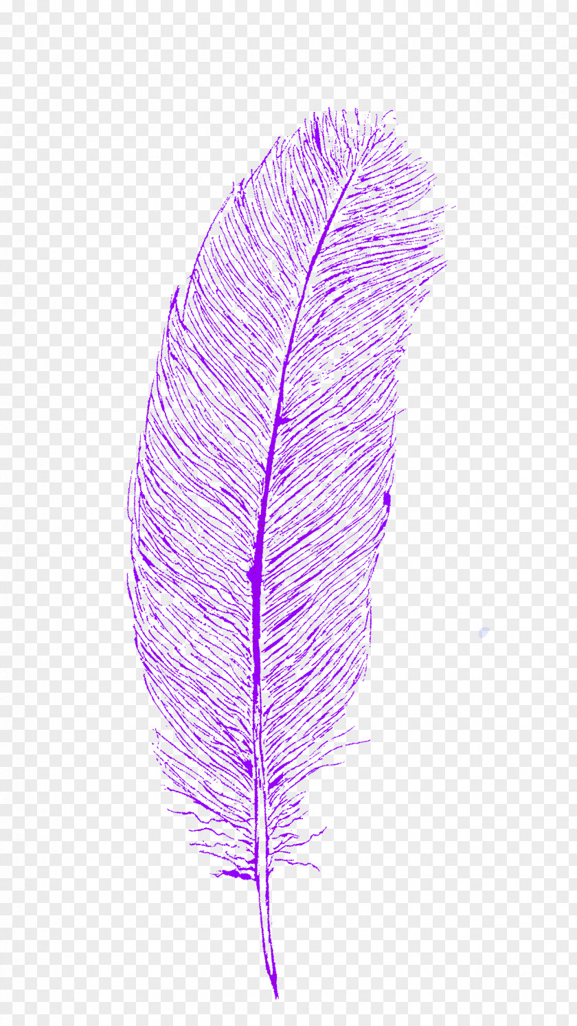 Feder Streamer Feather Line PNG