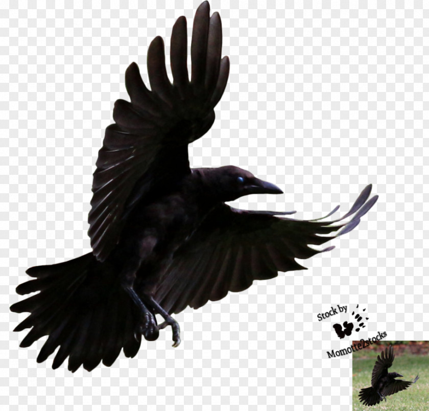 Flying Ravens American Crow Bird Hooded Common Raven PNG