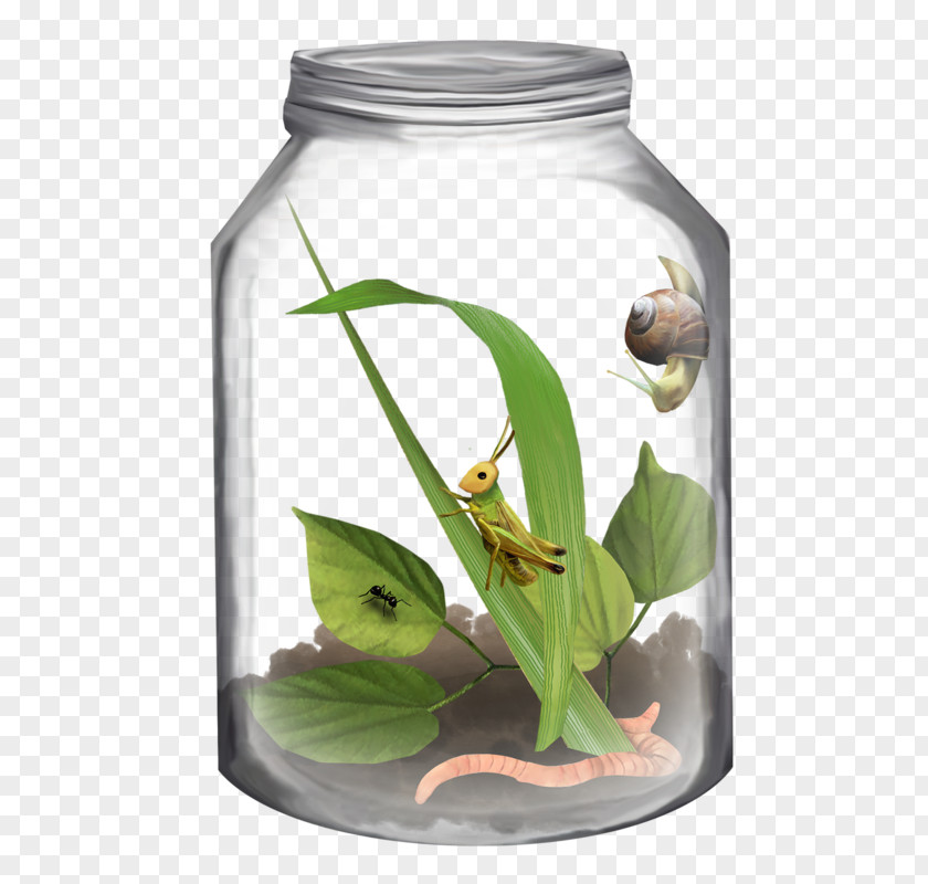 Jar Insect Bottle Clip Art PNG