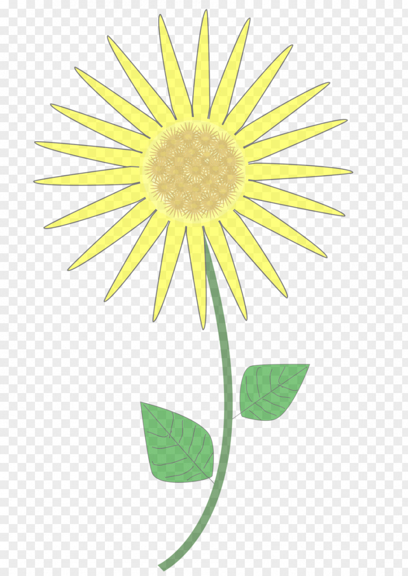 Sunflower Mayweed PNG
