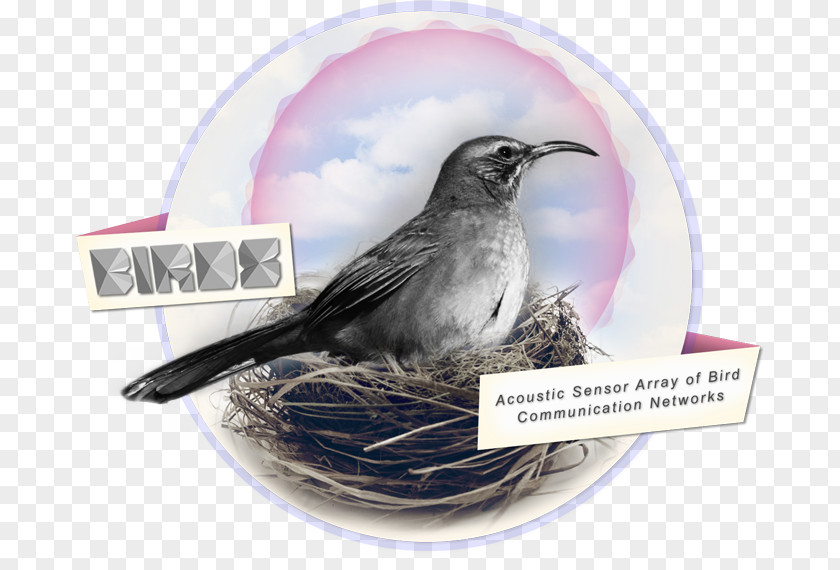 Bird Wren Beak Nest American Sparrows PNG