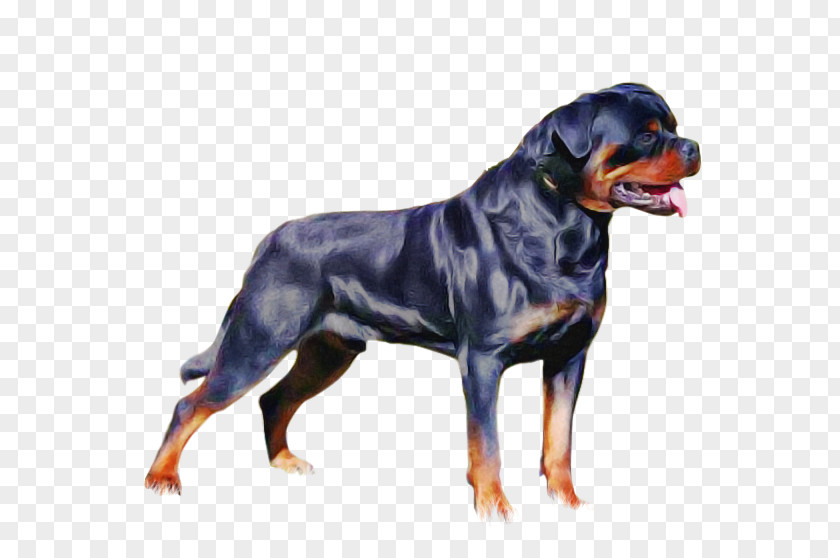 Dog Rottweiler Working Molosser Giant Breed PNG