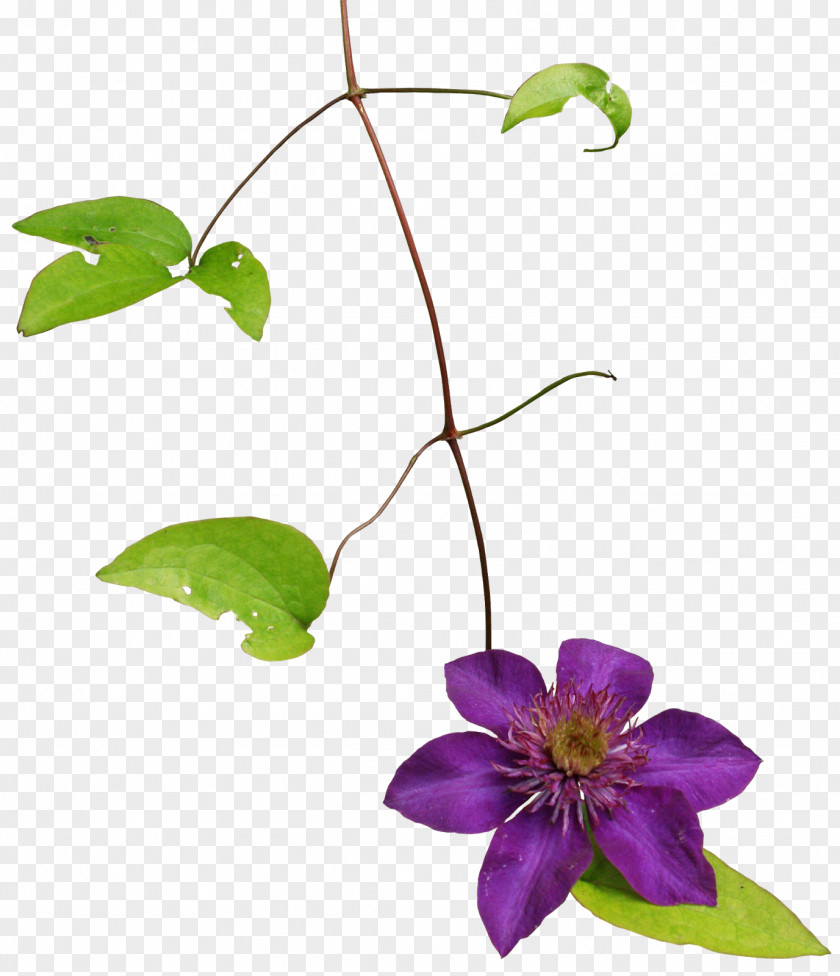 Fromat Clematis Armandii PNG