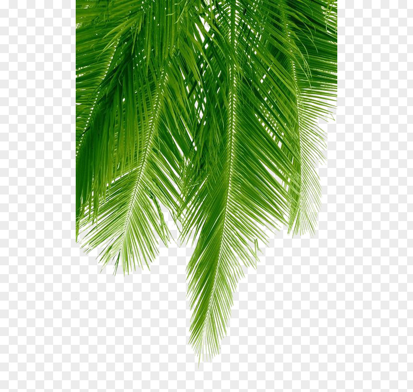 Palm Leaves Arecaceae Stock Photography Coconut PNG