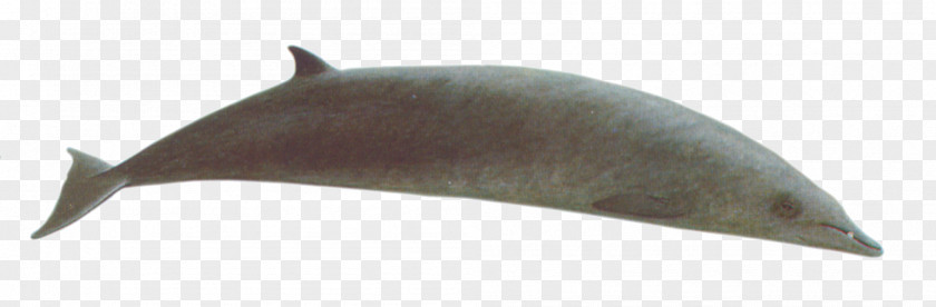Whale Dolphin Porpoise Marine Mammal Cetacea PNG