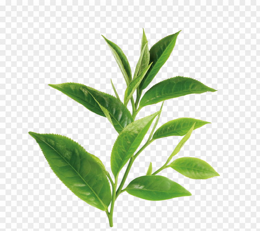 Green Tea White Theanine Oil PNG