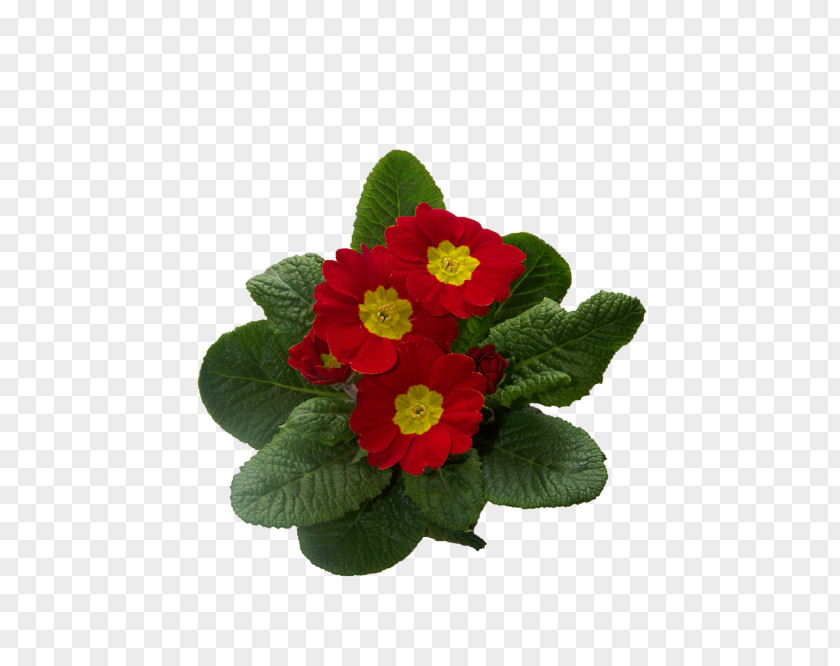 Houseplant Primrose Cowslip Flowering Plant PNG