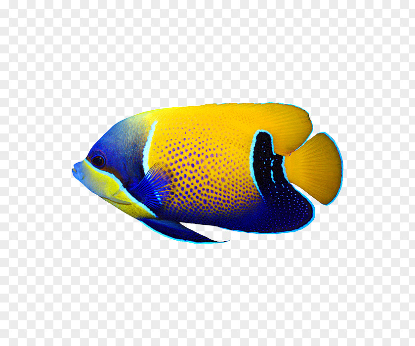 Jouice Underwater Photography Reef Shot Majestic Angelfish PNG