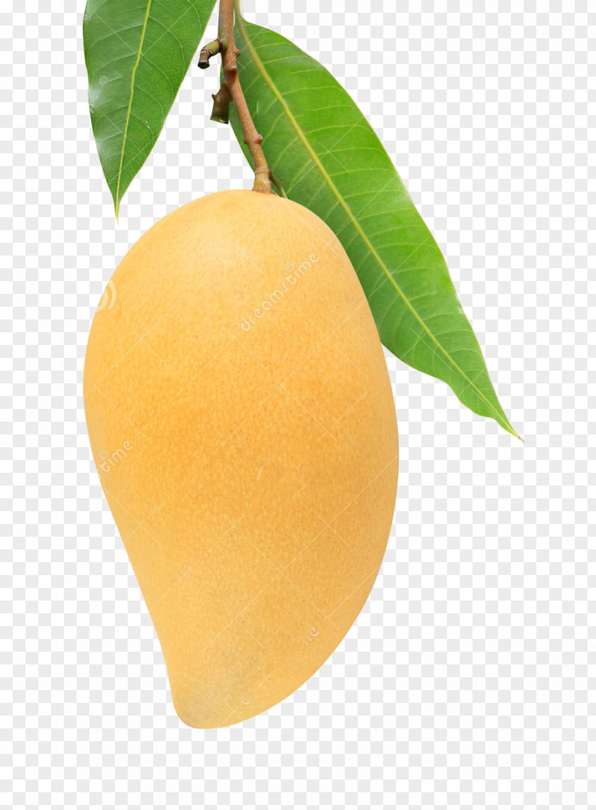 Mango Leaves Leaf Fruit Yellow Auglis PNG