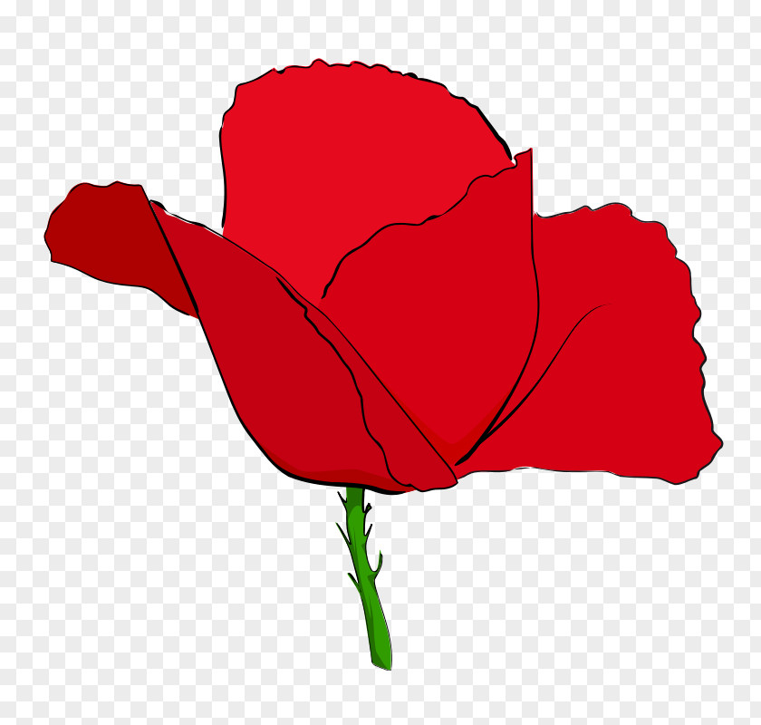 Poppies Remembrance Poppy Common Clip Art PNG