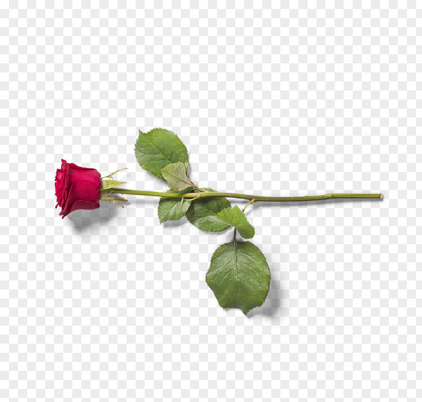Red Valentine's Day Rose Flower Download PNG
