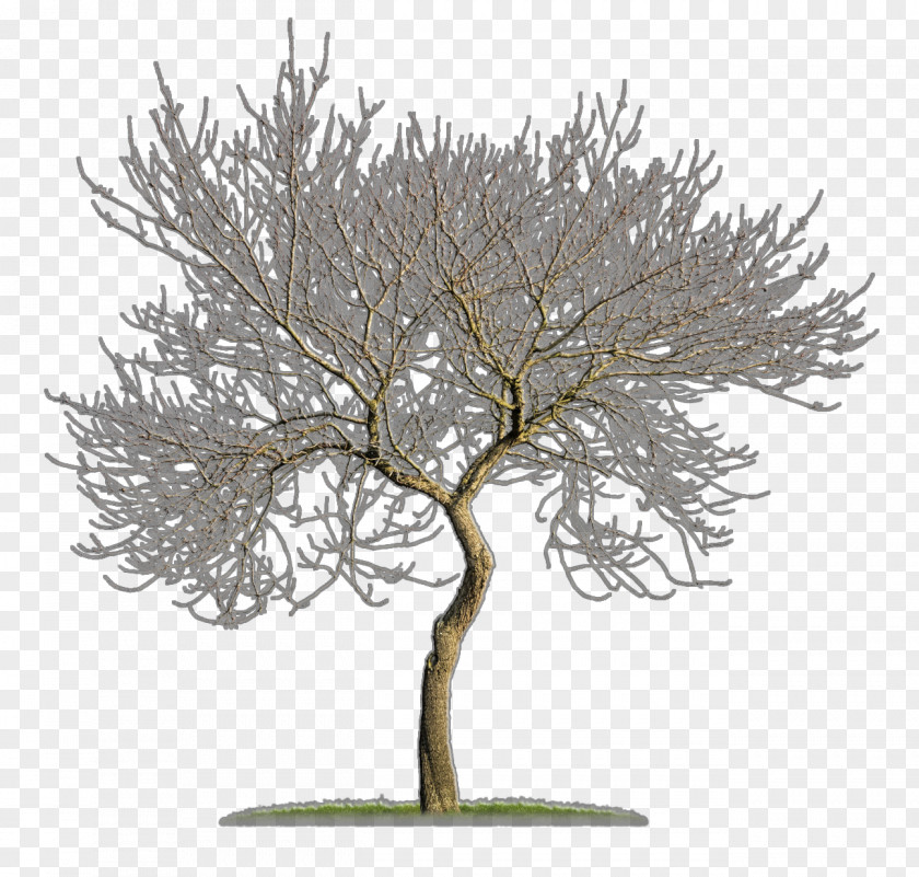 Tree Woody Plant Branch Twig PNG