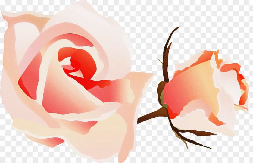 Two Flowers Roses Valentines Day PNG