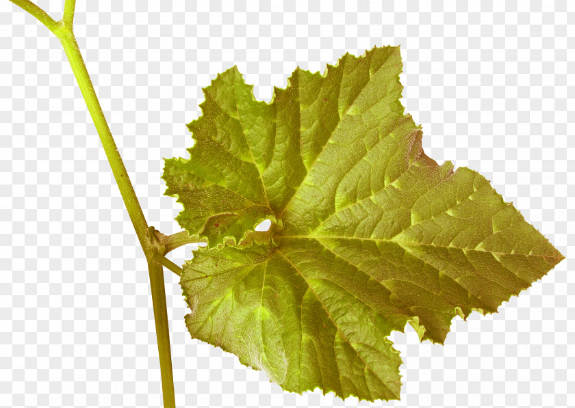 Two Leaves Grapevines Wine Grape Plant PNG