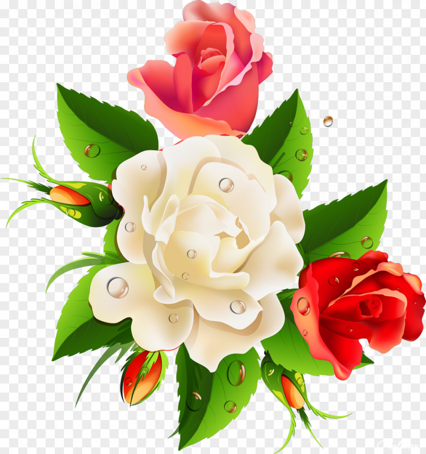 White Roses Border Flowers Floral Design Clip Art PNG