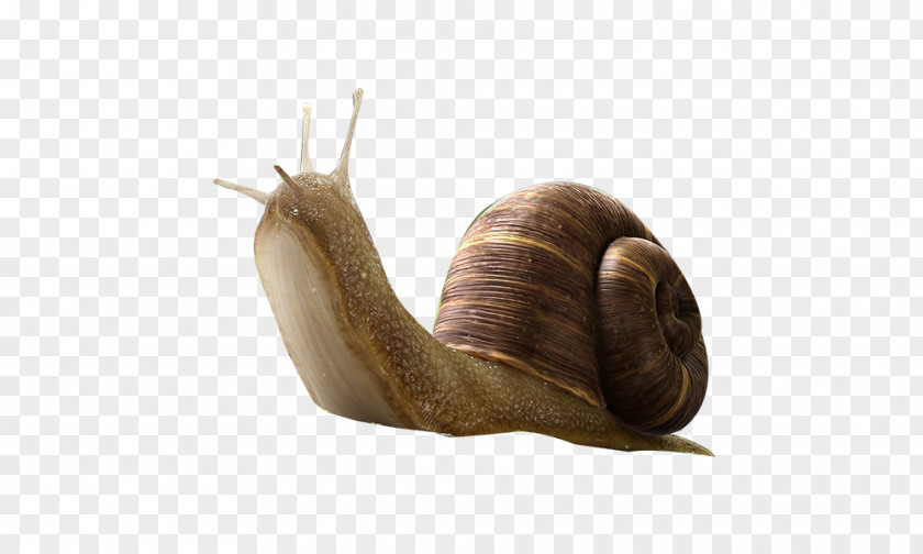 Cute Snail Insect Orthogastropoda PNG